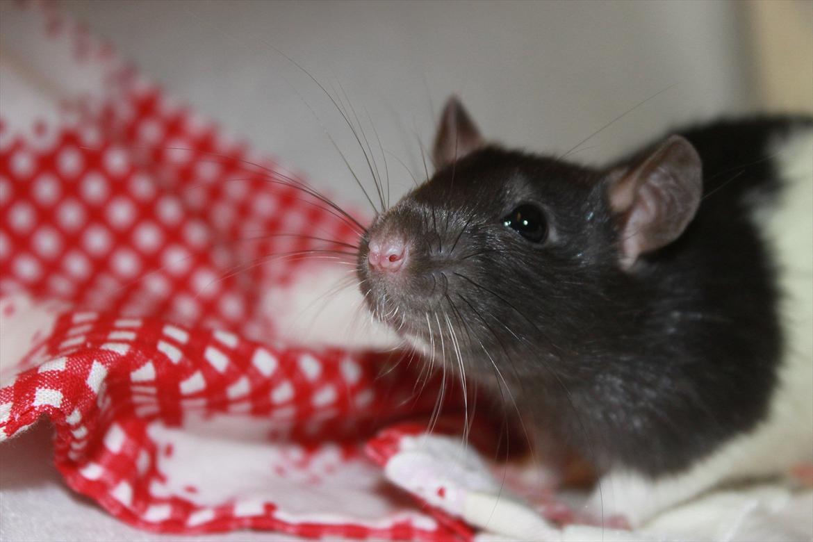 Tamrotte Baad's Julius Cæsar billede 11