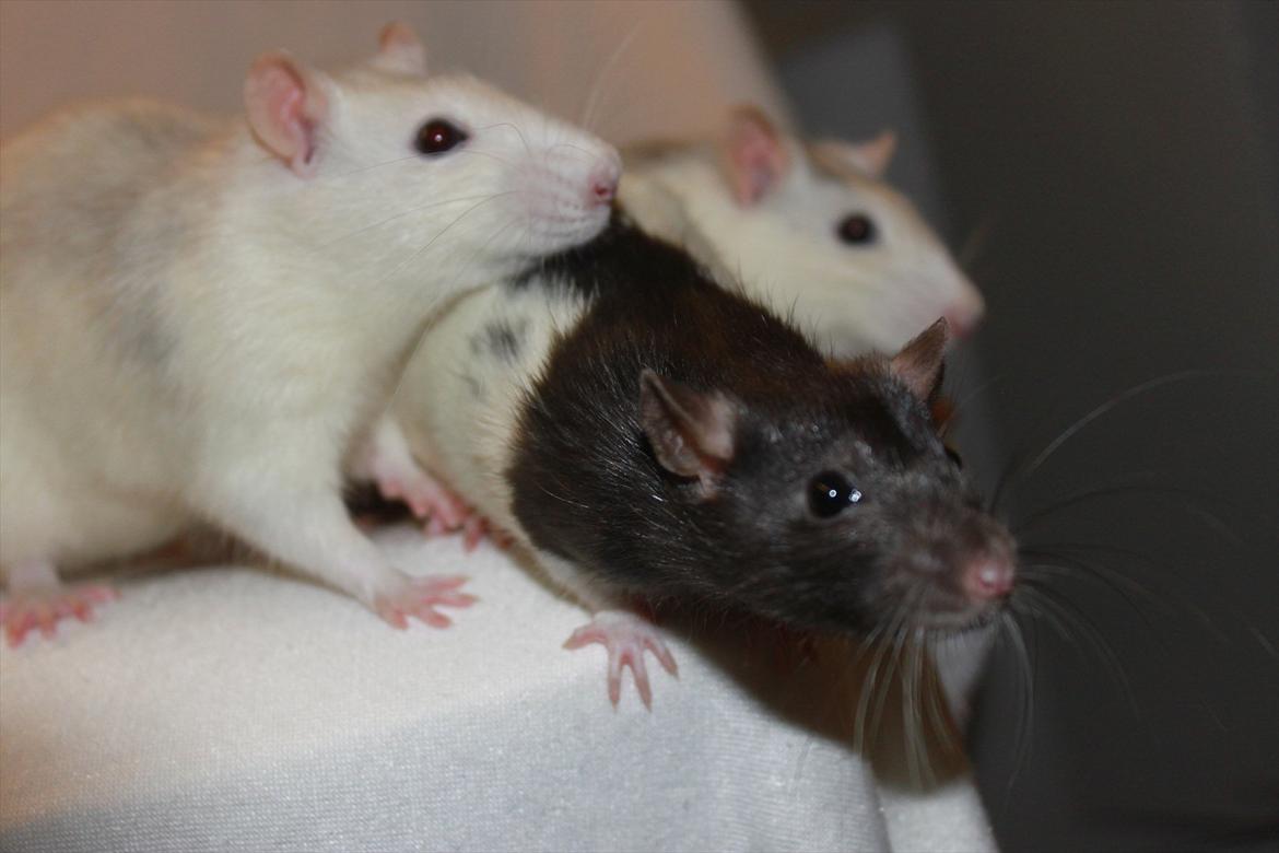 Tamrotte Baad's Julius Cæsar billede 12