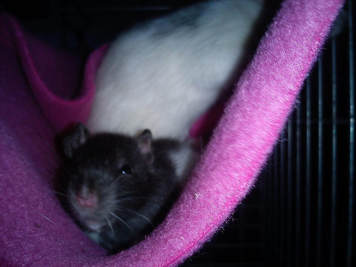 Tamrotte Baad's Julius Cæsar billede 13