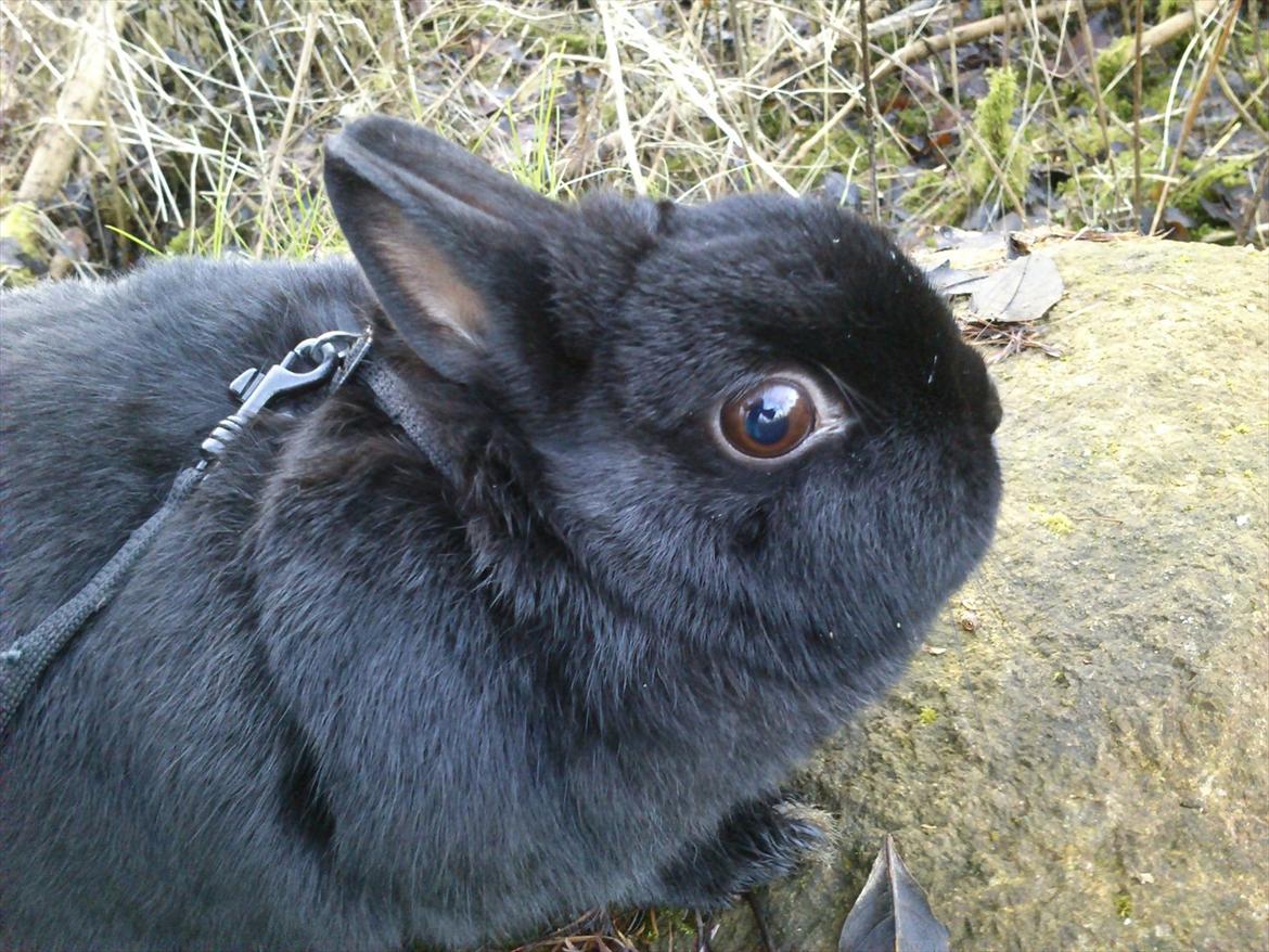 Kanin Hermelingårdens Barry*R.I.P* billede 10