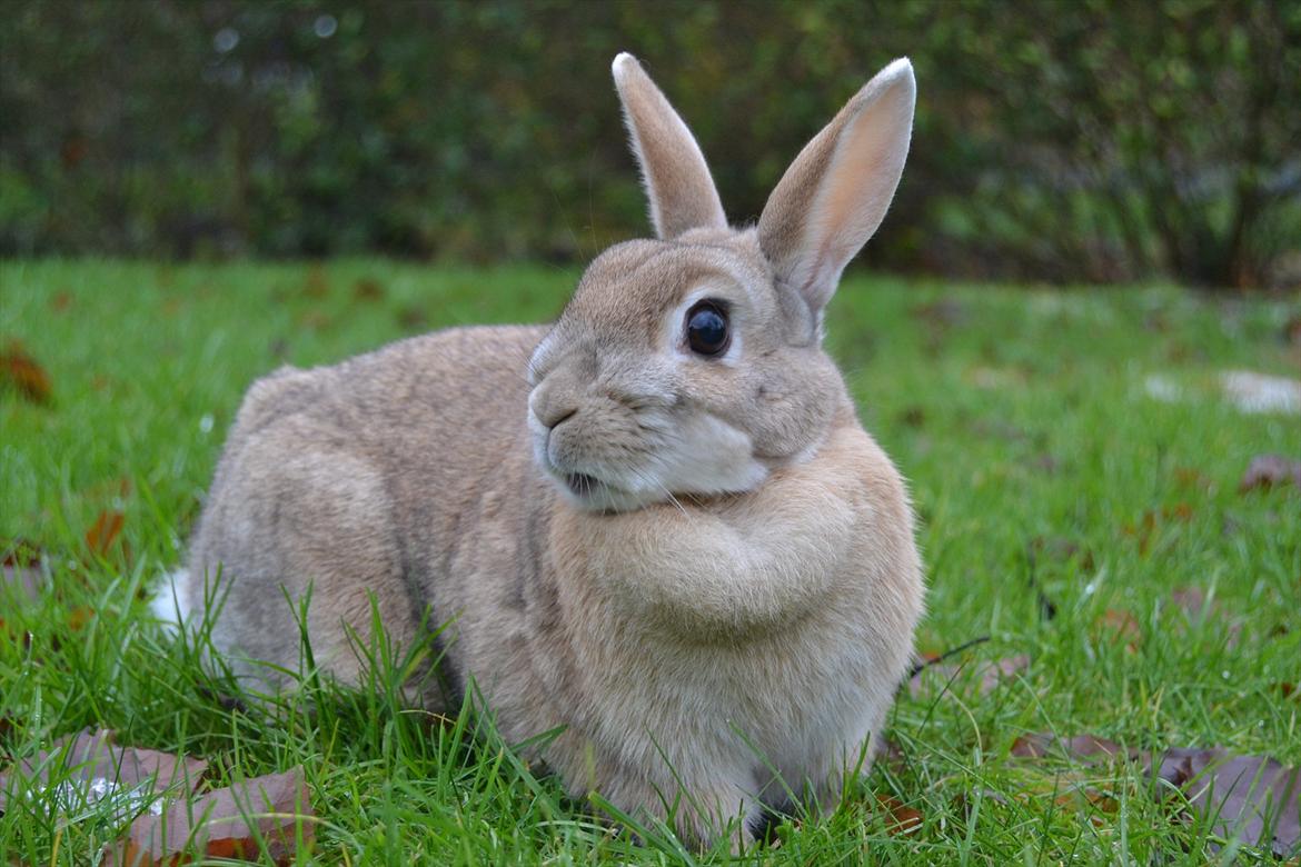 Kanin Bambie - Kender i "OMG" Katten? :-D
Her er "OMG" Kaninen <3 billede 11