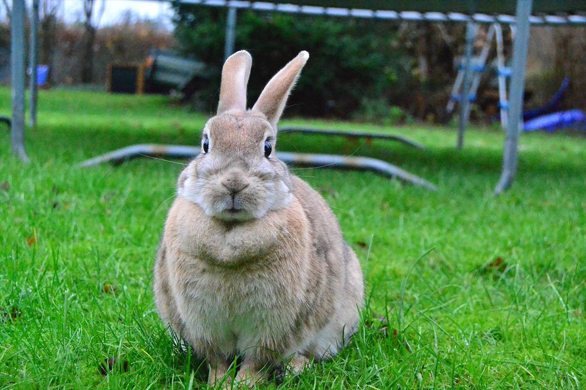 Kanin Bambie - Bambie får lige lidt vind ;-)! billede 12