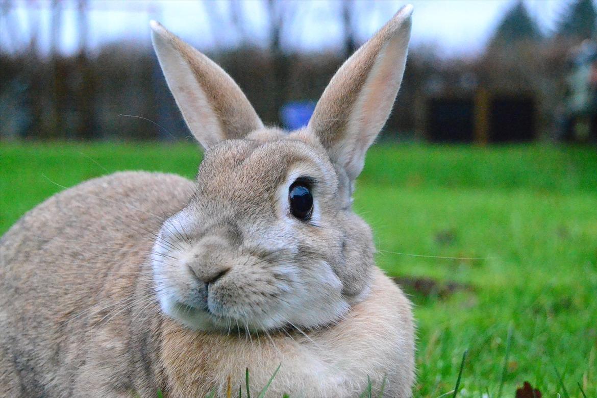 Kanin Bambie - Næsten tungebillede :-* billede 13