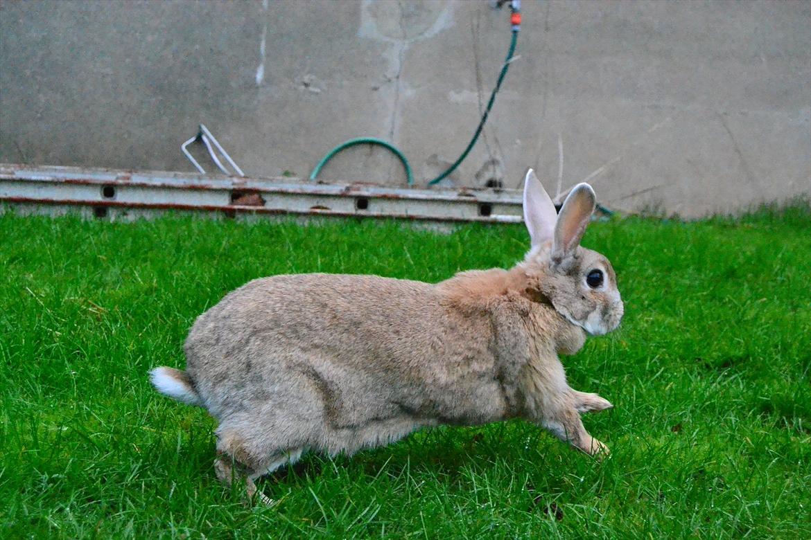 Kanin Bambie - Løøøb <3 billede 14