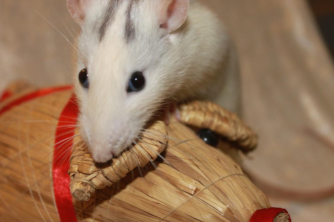 Tamrotte Syldvester billede 4