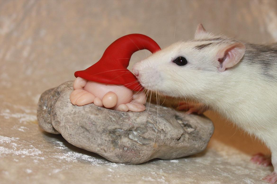 Tamrotte Syldvester billede 2