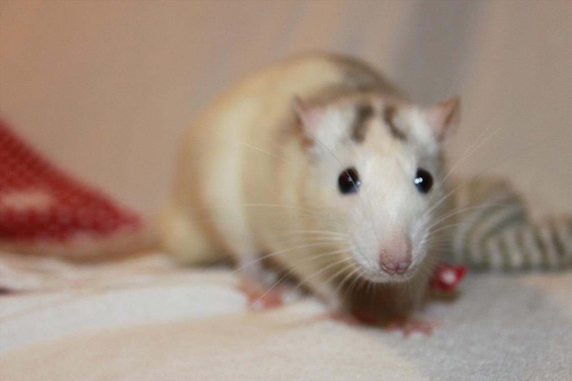 Tamrotte Syldvester billede 5