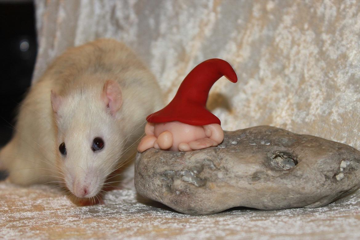 Tamrotte Gustaf billede 2