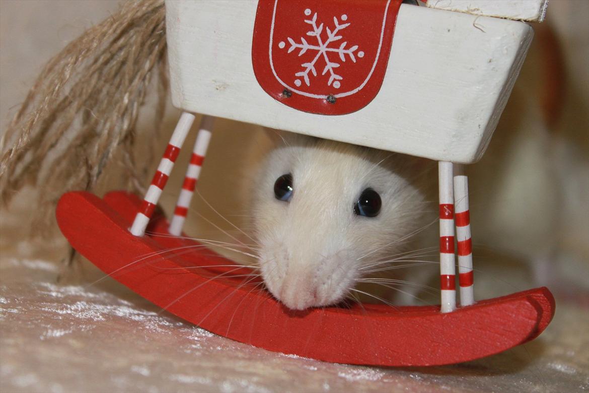 Tamrotte Syldvester billede 1