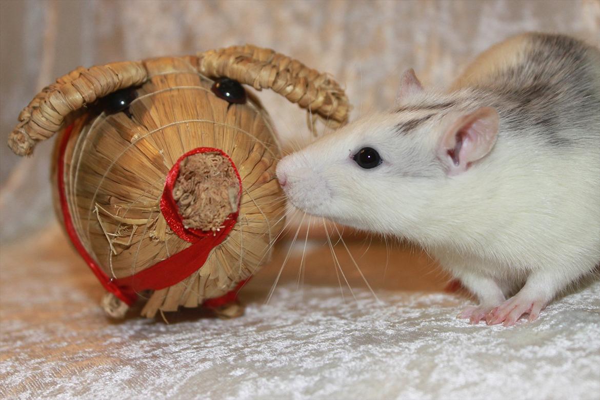 Tamrotte Syldvester billede 3