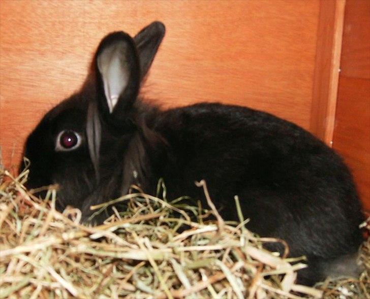 Kanin Amigo billede 7