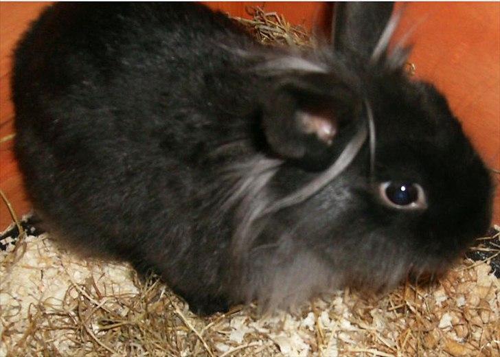 Kanin Amigo billede 9