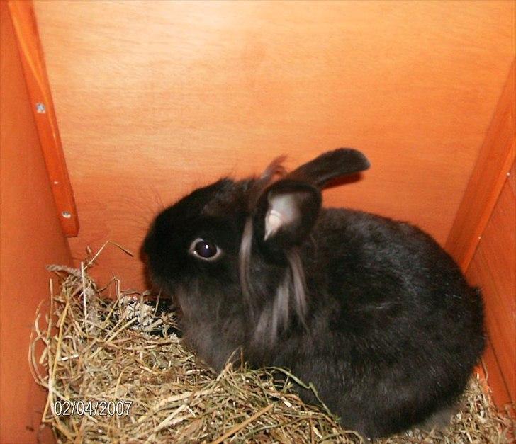 Kanin Amigo billede 8