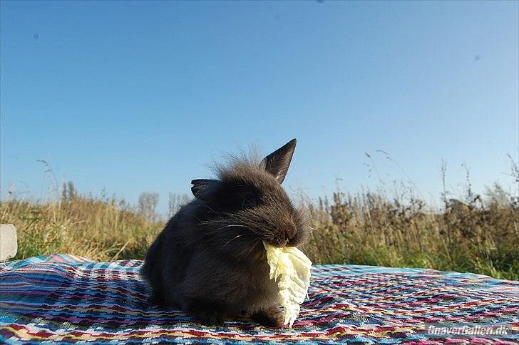 Kanin Amigo - Lånt af:
~ Stald Amigo ~ Hermelinavl ~  billede 14