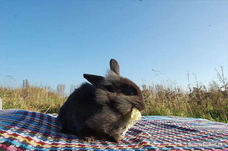 Kanin Amigo - Lånt af:
~ Stald Amigo ~ Hermelinavl ~  billede 15