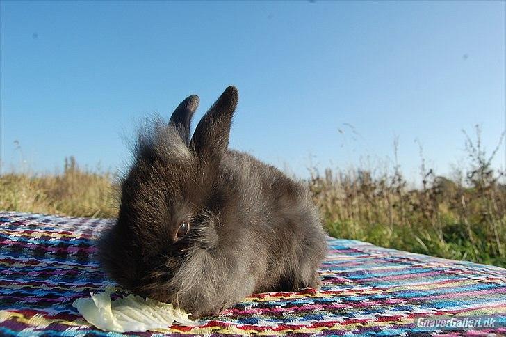 Kanin Amigo - Lånt af:
~ Stald Amigo ~ Hermelinavl ~  billede 16