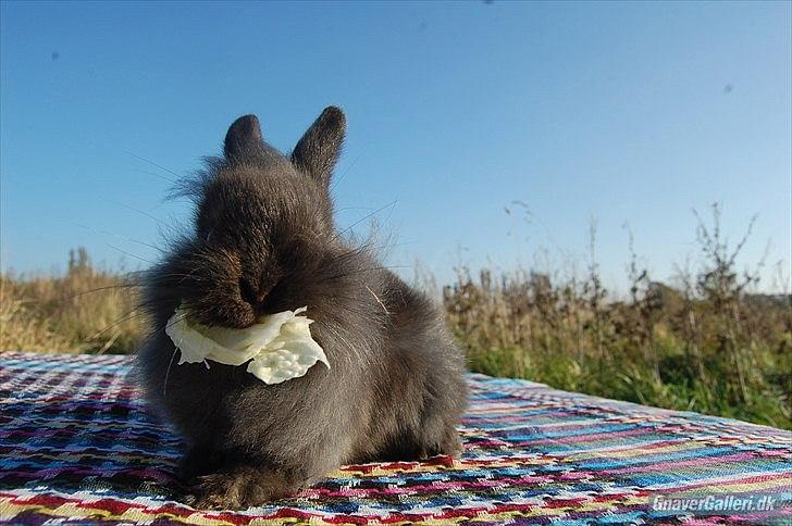 Kanin Amigo - Lånt af:
~ Stald Amigo ~ Hermelinavl ~  billede 12