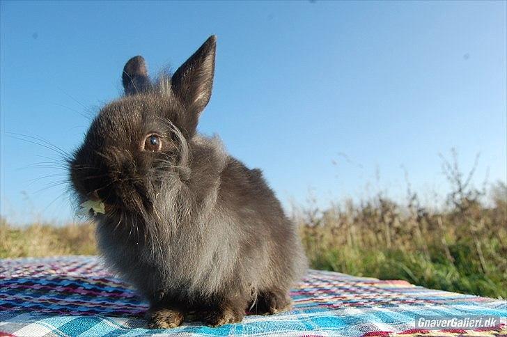 Kanin Amigo - Lånt af:
~ Stald Amigo ~ Hermelinavl ~  billede 17