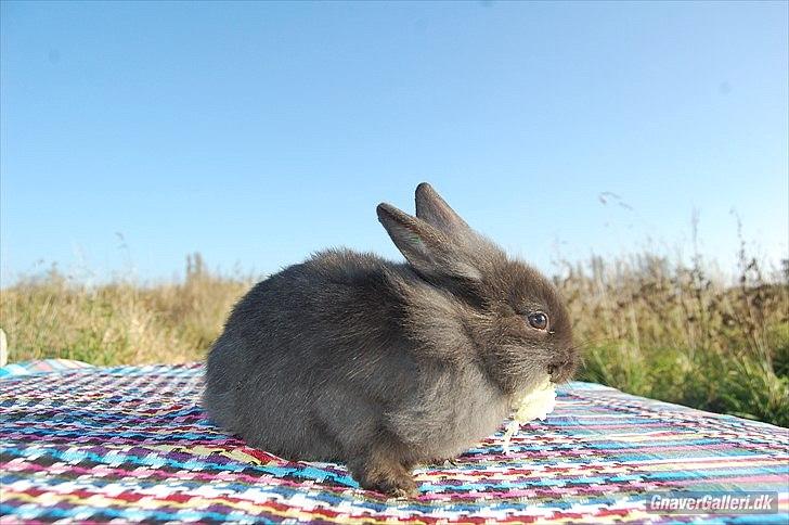 Kanin Amigo - Lånt af:
~ Stald Amigo ~ Hermelinavl ~  billede 13