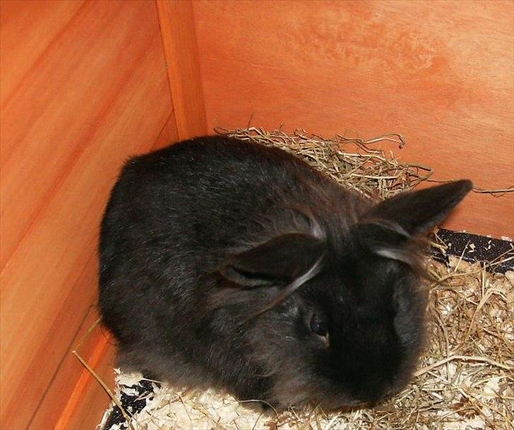 Kanin Amigo billede 10