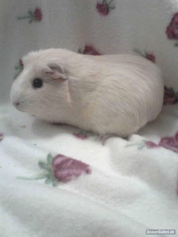 Marsvin » Ollis Wendy R.I.P.†  « - Rimelig nyt. billede 7