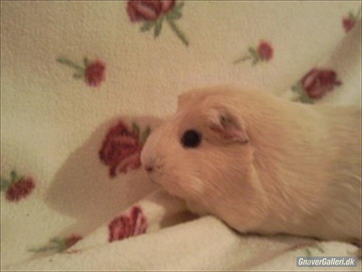 Marsvin » Ollis Wendy R.I.P.†  « - Rimelig nyt. billede 8