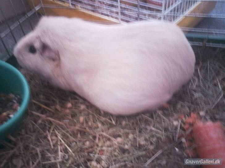 Marsvin » Ollis Wendy R.I.P.†  « - På billedet: Wendy, drægtig med sit sidste kuld. billede 9