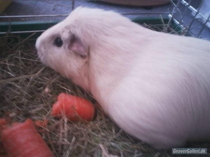 Marsvin » Ollis Wendy R.I.P.†  « - Wendy drægtig med sit sidste kuld. billede 10