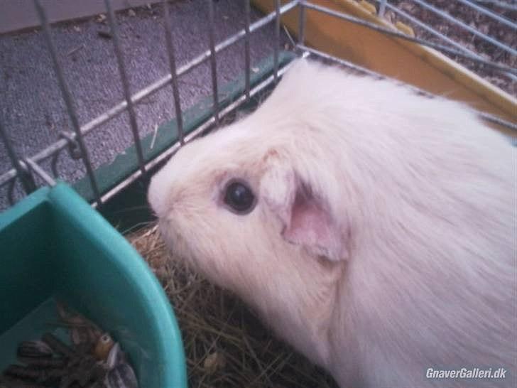 Marsvin » Ollis Wendy R.I.P.†  « - Wendy kort tid før hun fødte sit sidste kuld. billede 11