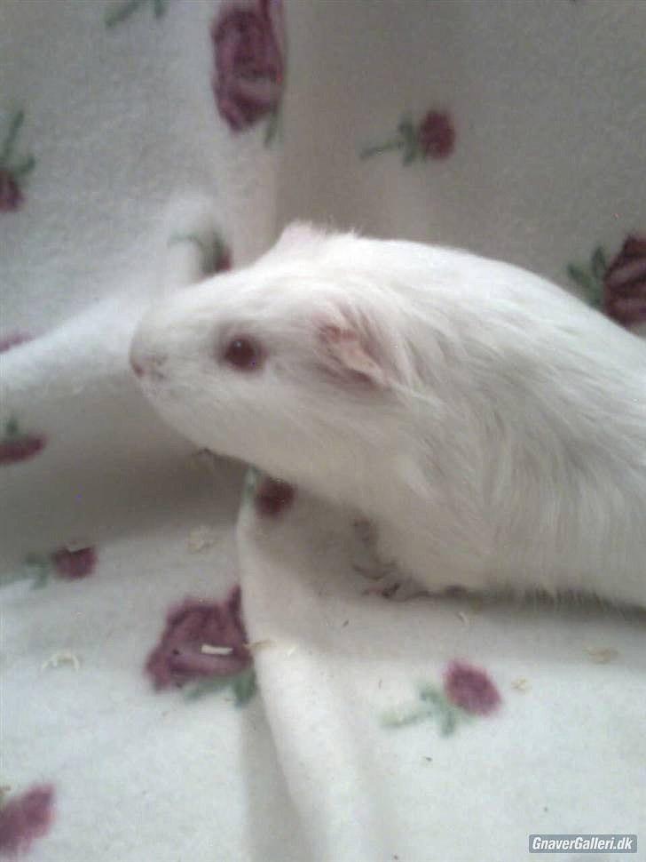 Marsvin » Smillas Pjuske « billede 6