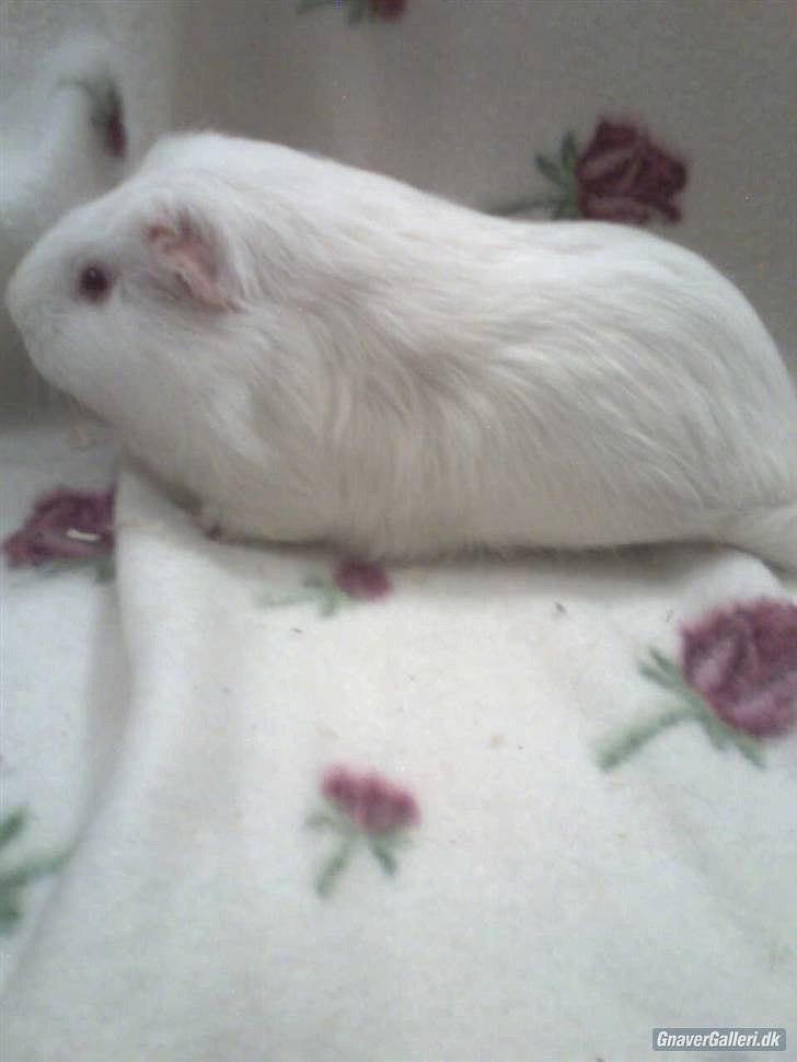 Marsvin » Smillas Pjuske « billede 7