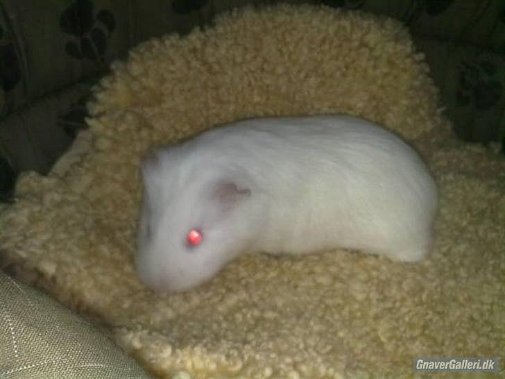 Marsvin » Smillas Pjuske « billede 8