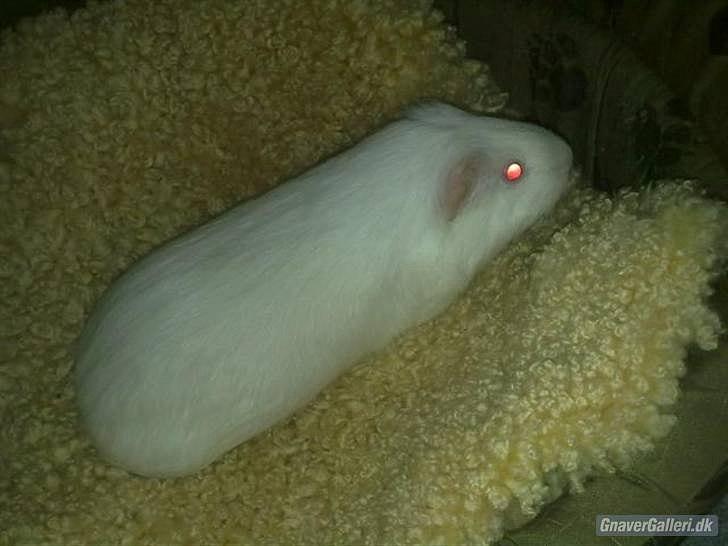 Marsvin » Smillas Pjuske « billede 9