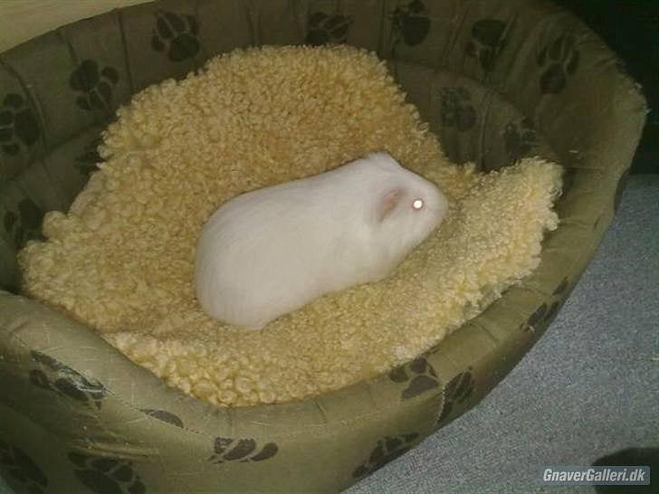 Marsvin » Smillas Pjuske « billede 10