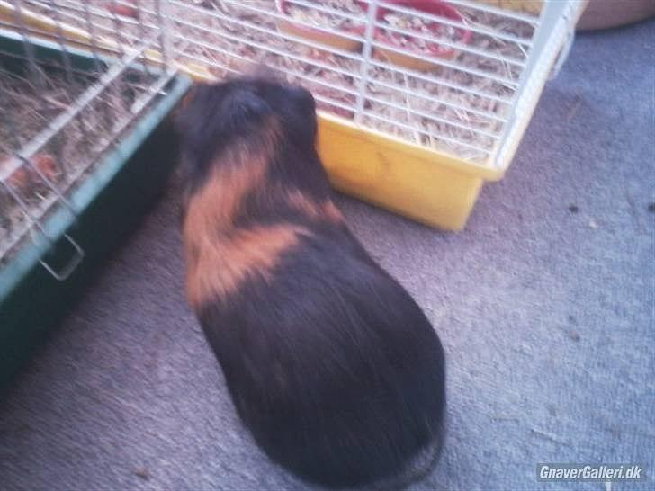 Marsvin » Nulles Sputnik « billede 6