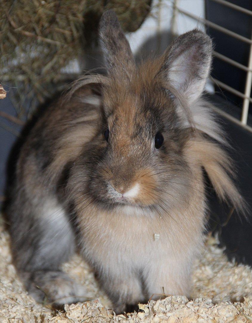 Kanin Gizmo billede 2