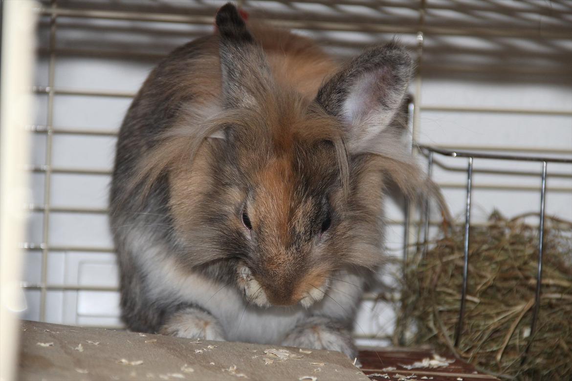 Kanin Gizmo billede 3