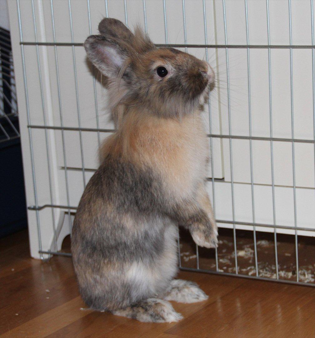 Kanin Gizmo billede 4