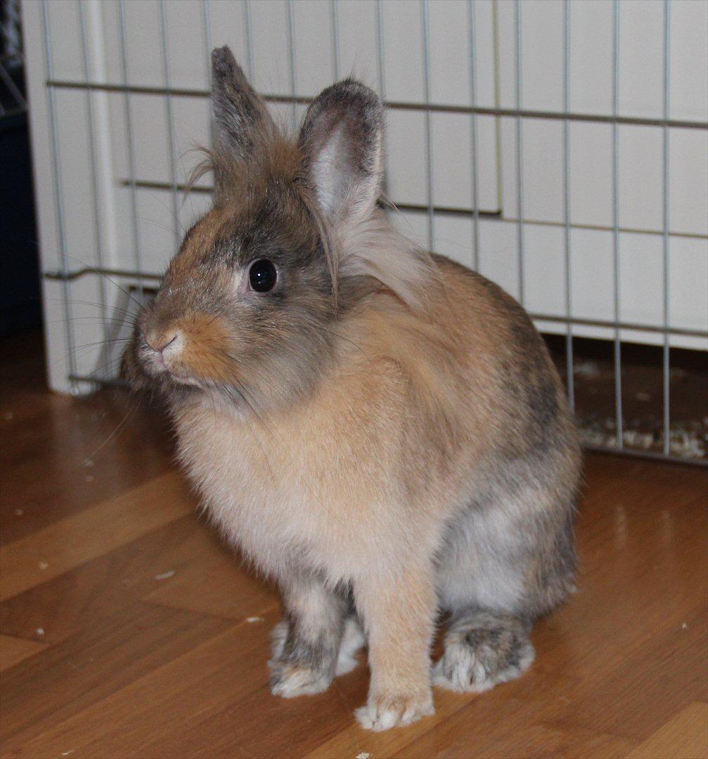 Kanin Gizmo billede 1