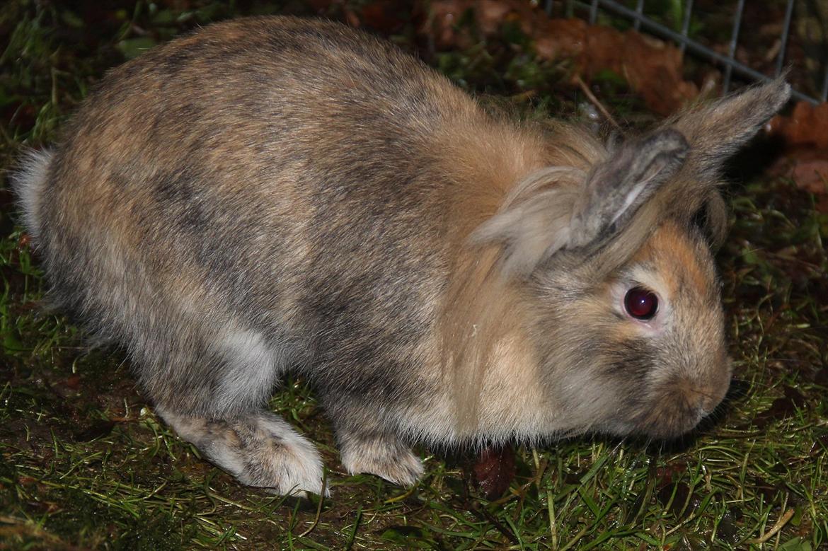 Kanin Gizmo - Aller første gang udenfor billede 5