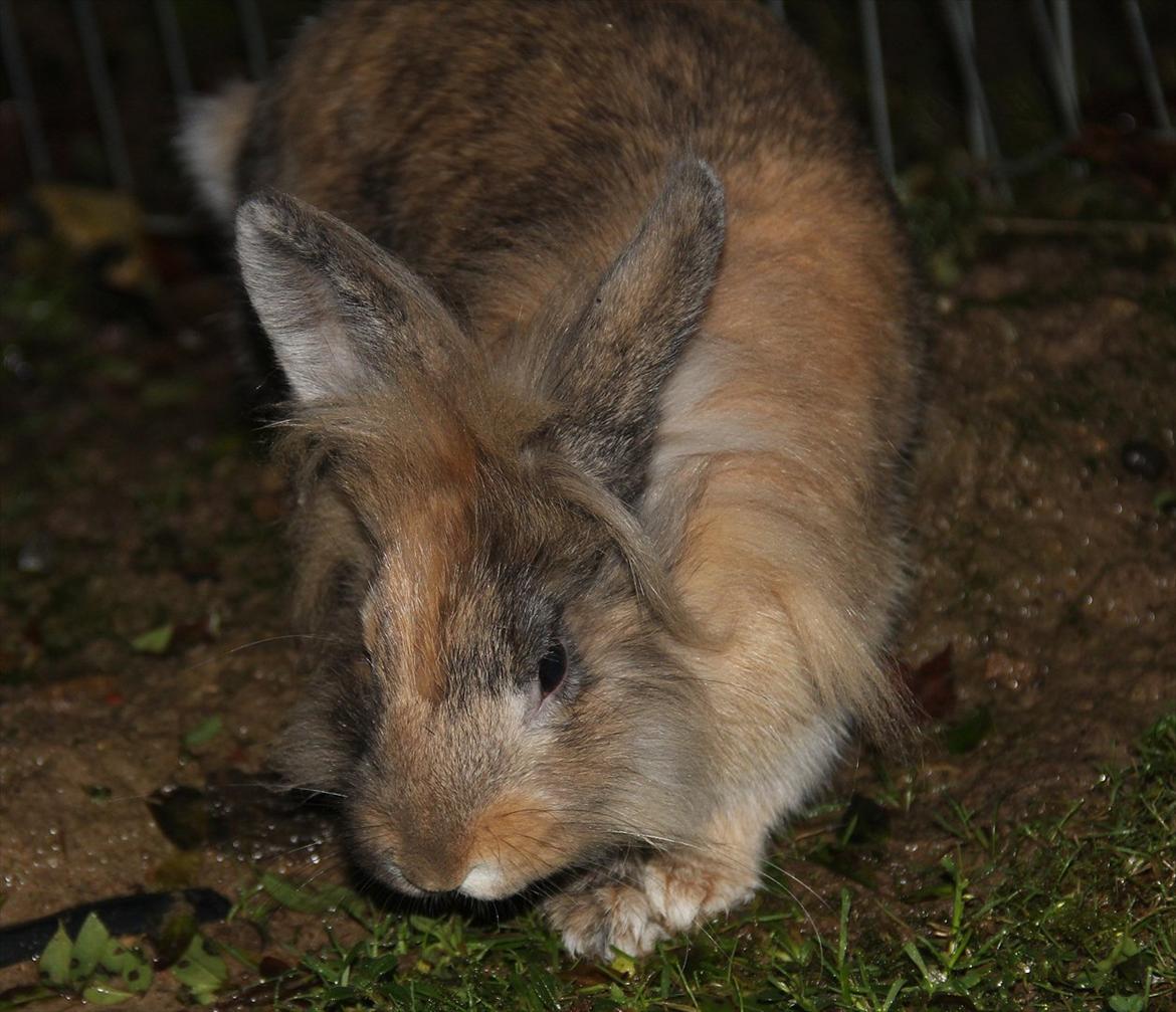 Kanin Gizmo - Aller første gang udenfor billede 6