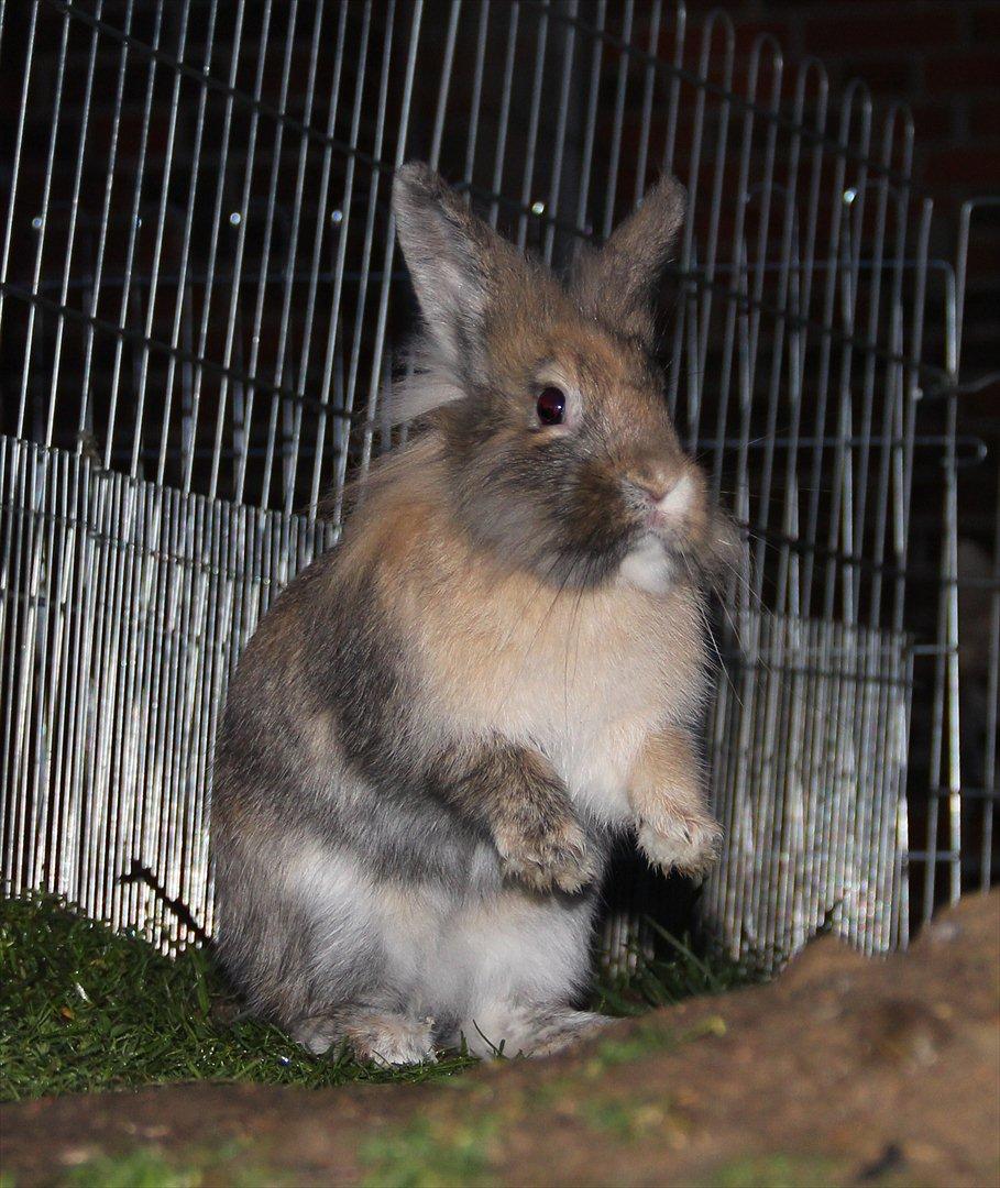 Kanin Gizmo - Aller første gang udenfor billede 7