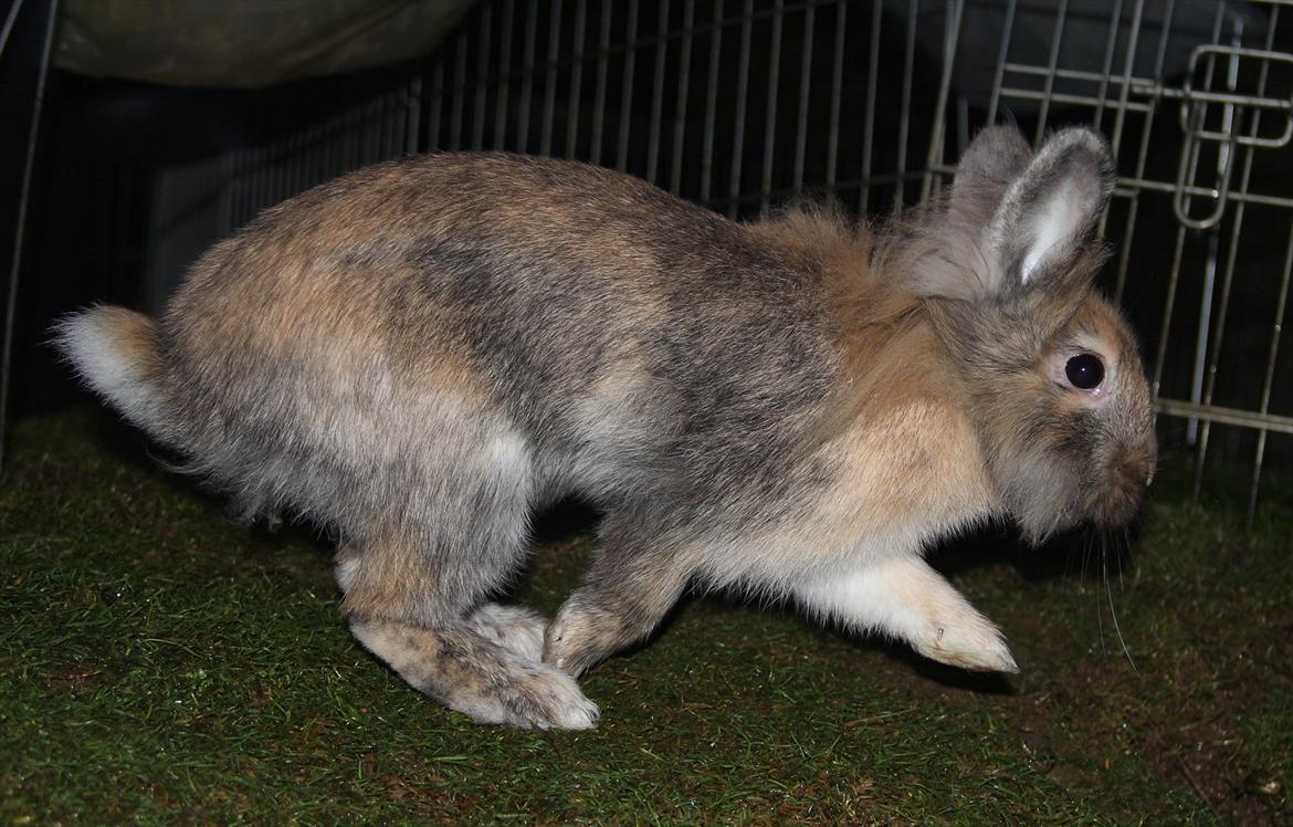 Kanin Gizmo - Aller første gang udenfor billede 8