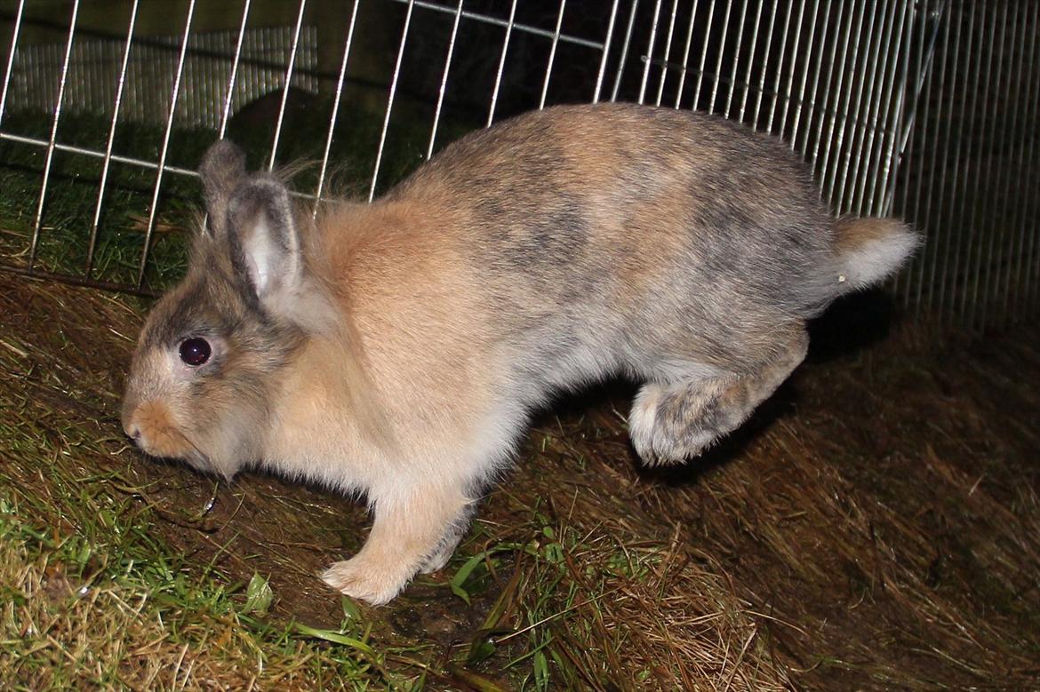 Kanin Gizmo - Aller første gang udenfor billede 9