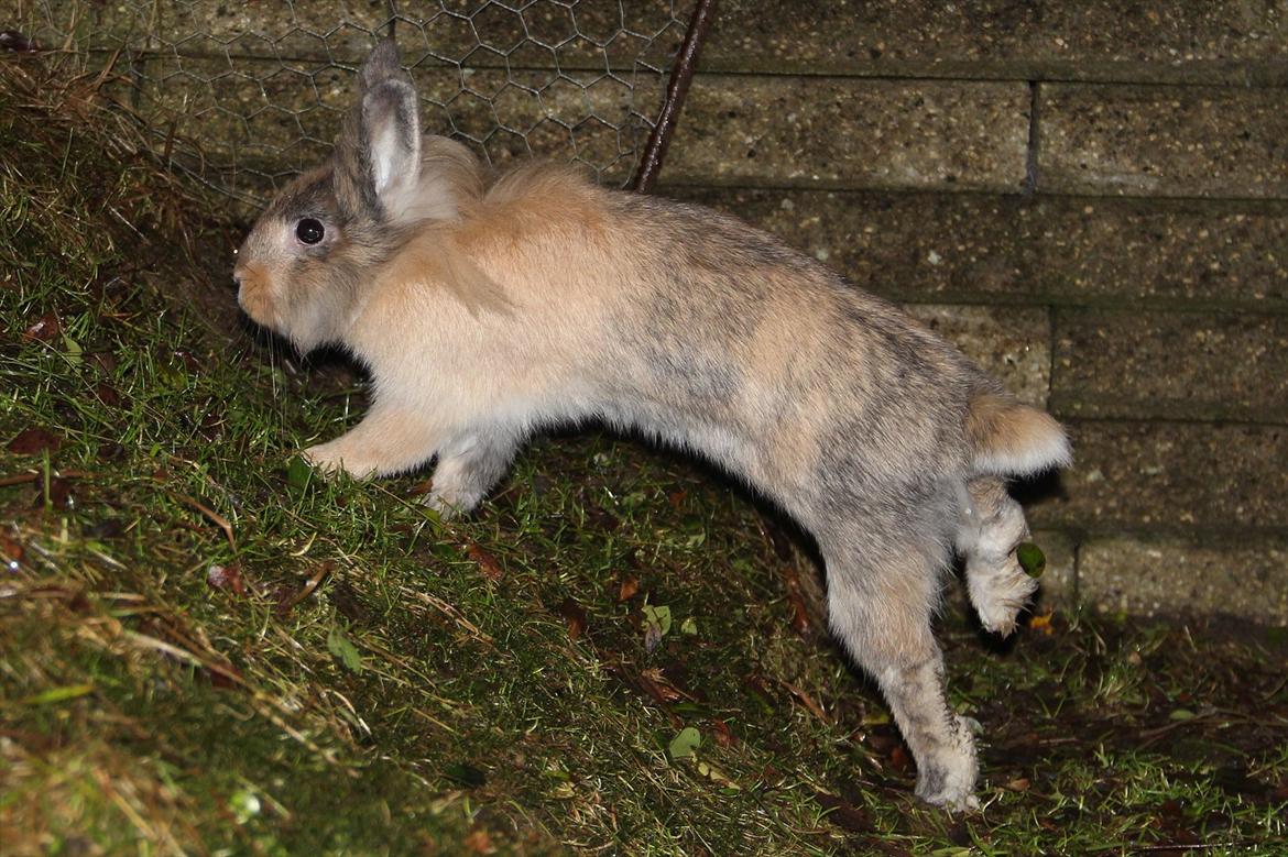 Kanin Gizmo - Aller første gang udenfor billede 10