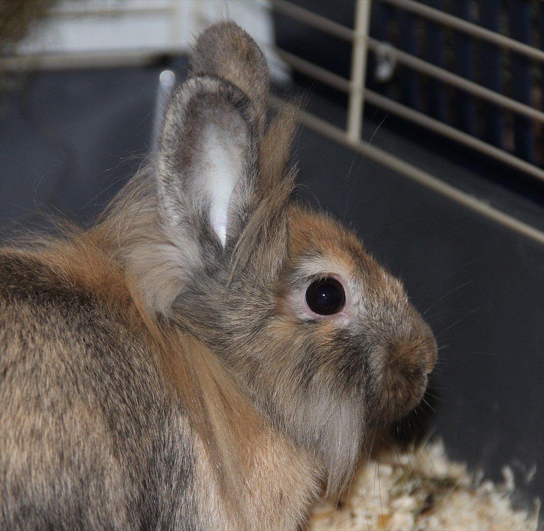 Kanin Gizmo billede 11