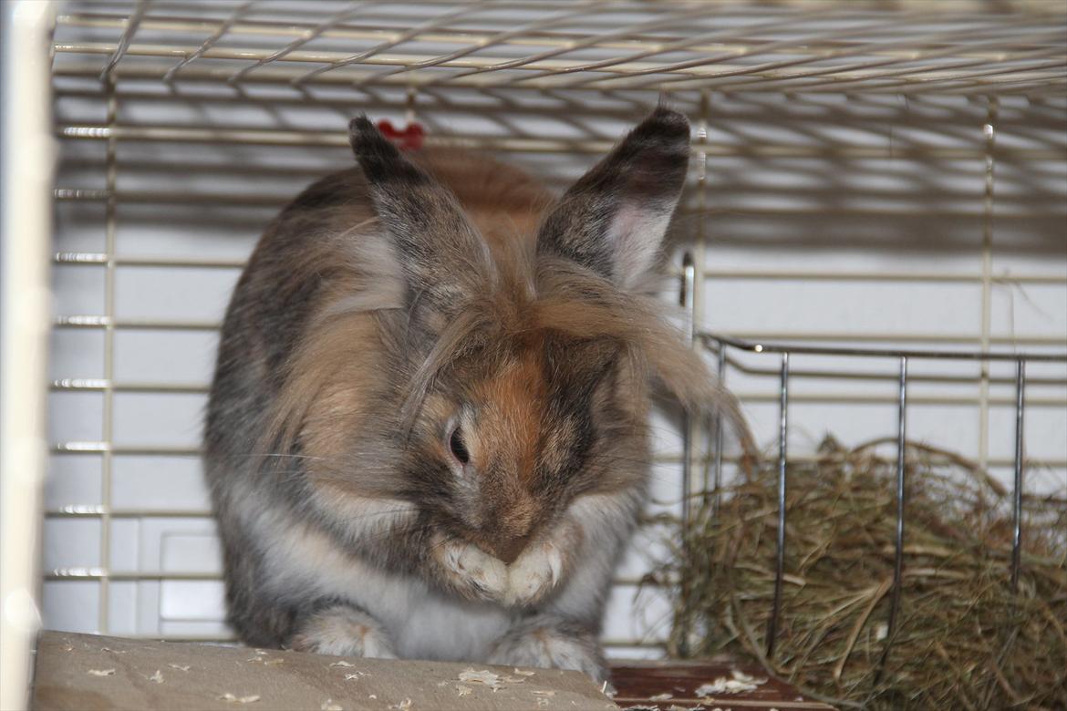 Kanin Gizmo billede 12