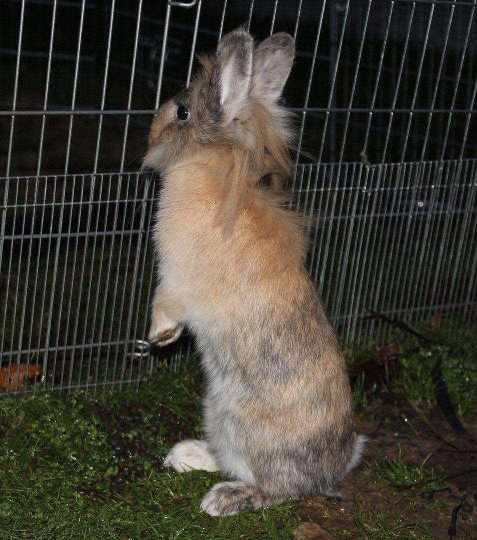 Kanin Gizmo - Aller første gang udenfor billede 13