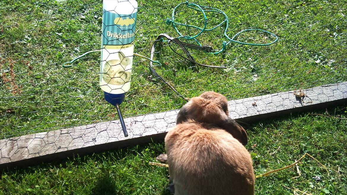 Kanin mads - madssen jeg savner dig og vores dejlige timer vi altid havde :( du er min bedsteven<3 billede 14