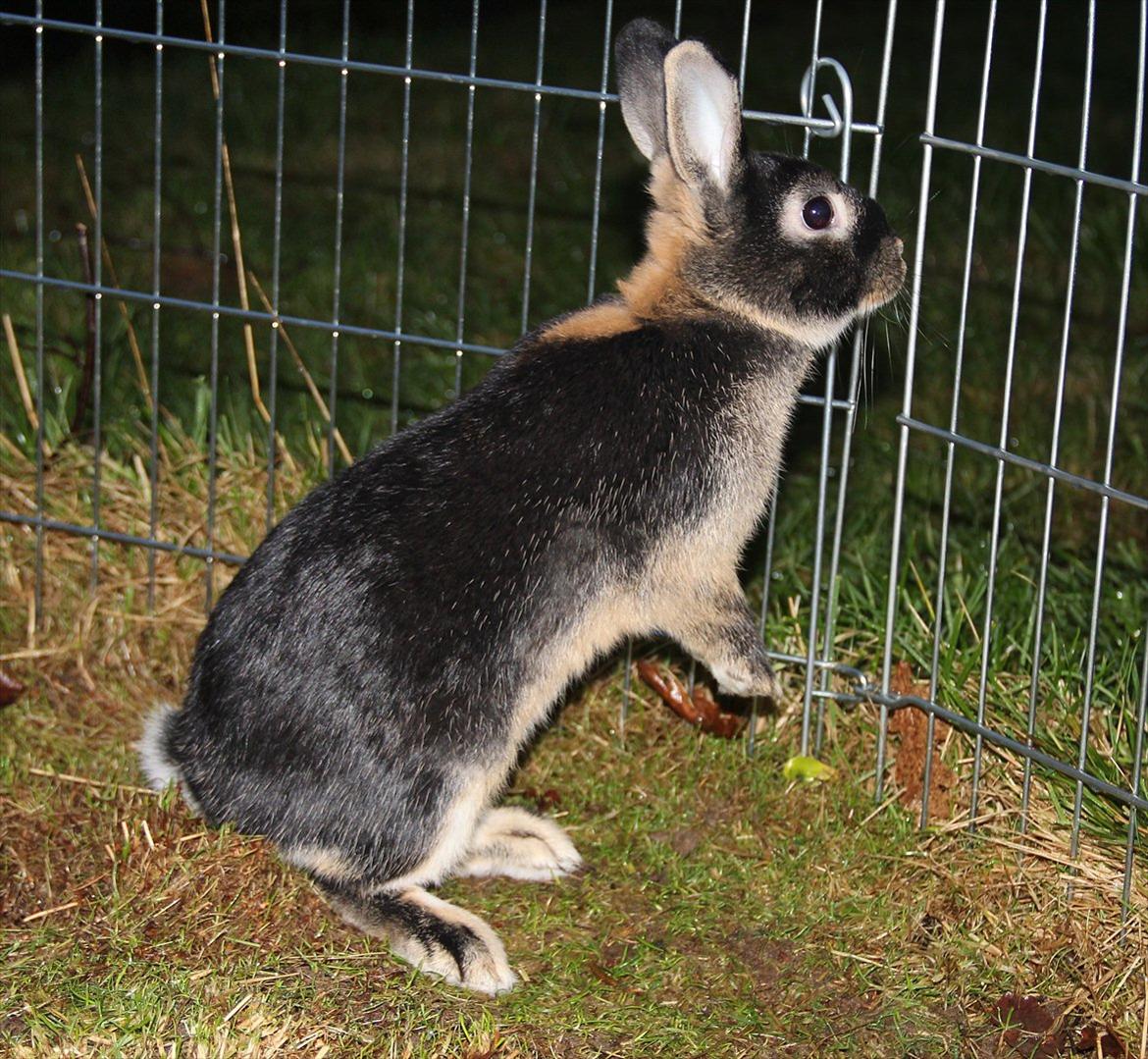 Kanin Pixie billede 1